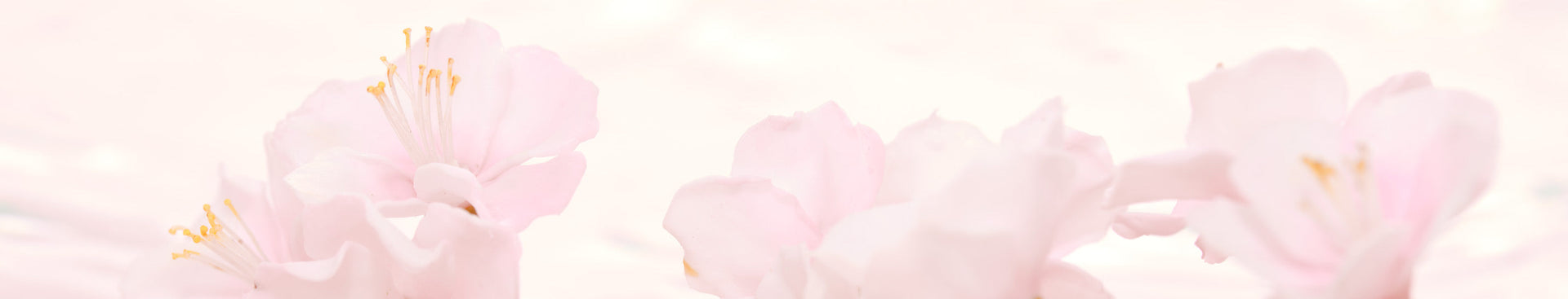 Cherry Blossom Collection