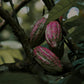 Close-up of three pink cacao pods on a branch, inspiration for Floris London UK’s Purple Mémoire Eau de Parfum, surrounded by lush green leaves.