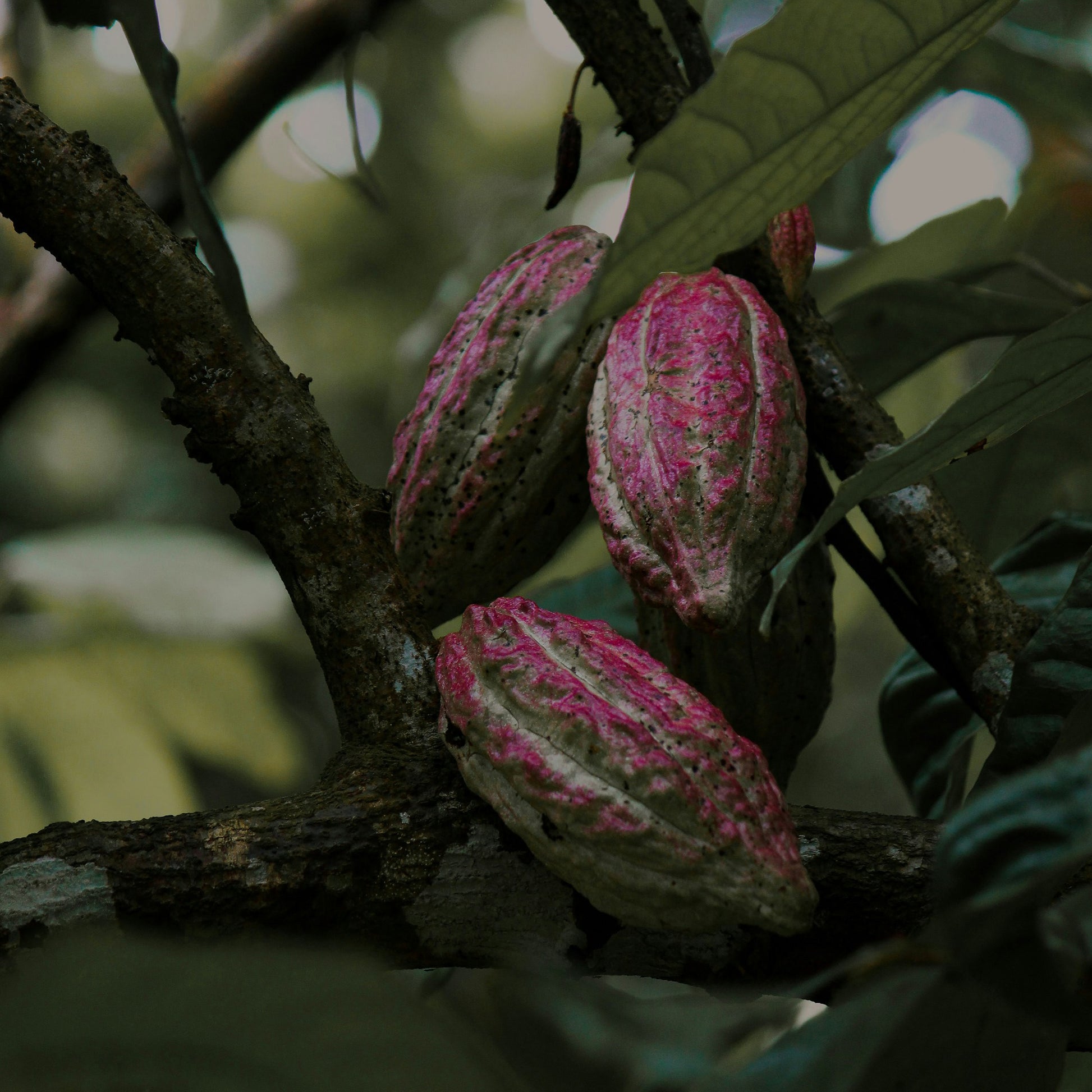 Close-up of three pink cacao pods on a branch, inspiration for Floris London UK’s Purple Mémoire Eau de Parfum, surrounded by lush green leaves.