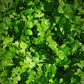A close-up of fresh green cilantro leaves in sunlight, capturing the sophisticated fragrance of Purple Mémoire Eau de Parfum by Floris London UK.