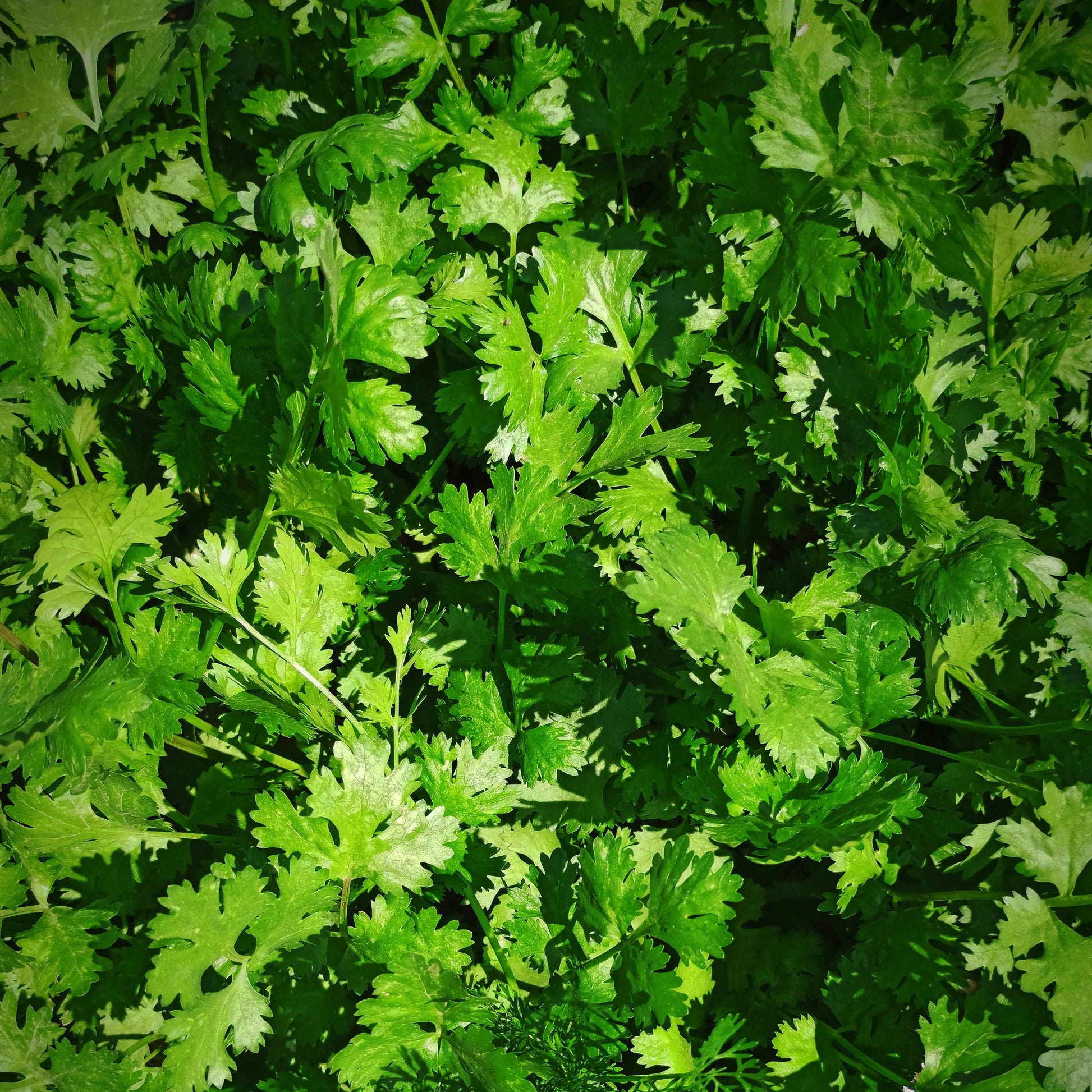 A close-up of fresh green cilantro leaves in sunlight, capturing the sophisticated fragrance of Purple Mémoire Eau de Parfum by Floris London UK.