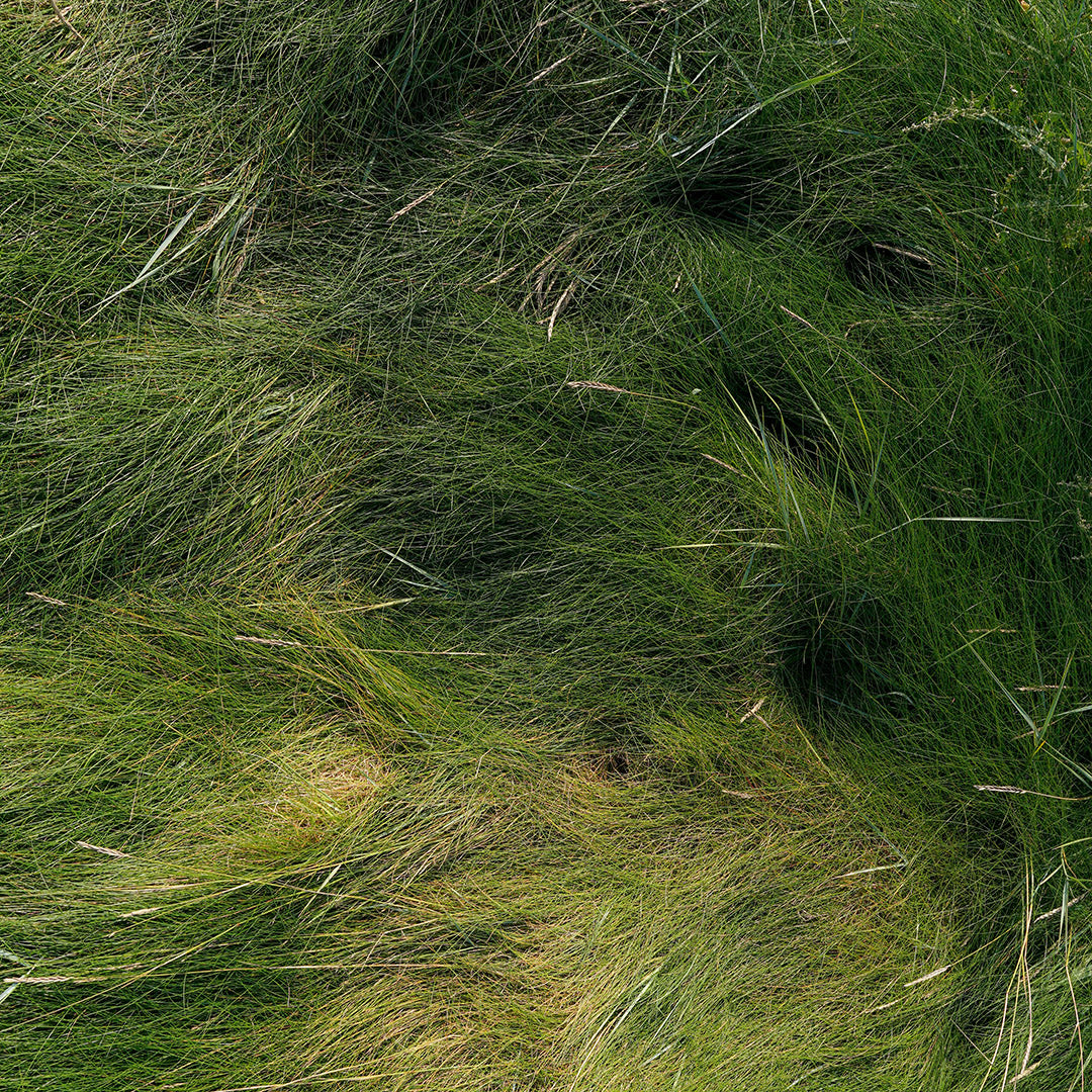 Close-up of lush, green grass with fresh textures, capturing the essence of Floris London’s Santal Eau de Toilette.
