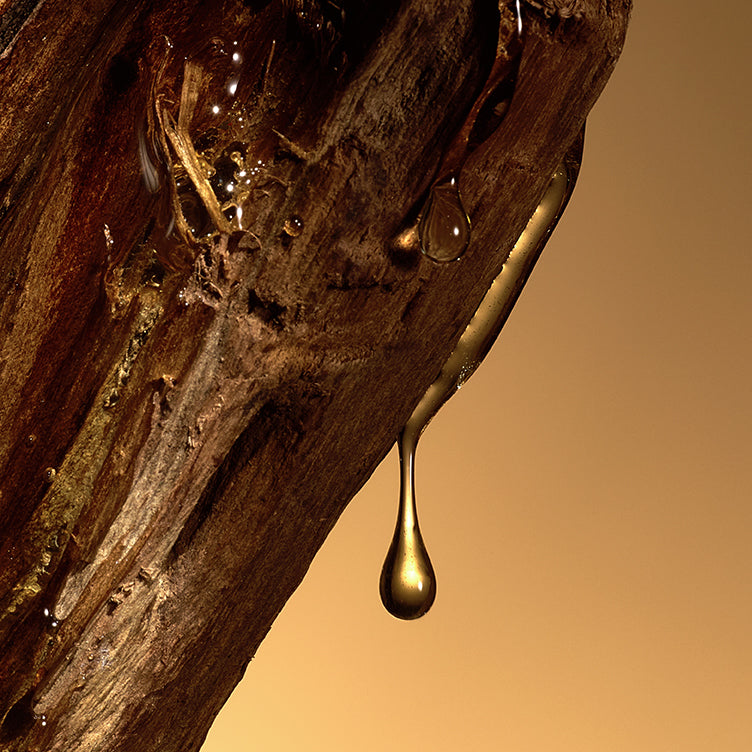 Golden sap drips from rough bark, echoing the warm brown notes of Celest - Eau de Parfum by Floris London UK.