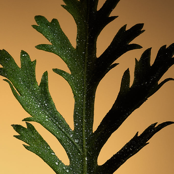 Close-up of Celest - Eau de Parfum by Floris London UK: green, jagged-edged leaf with water droplets set against a warm orange background.