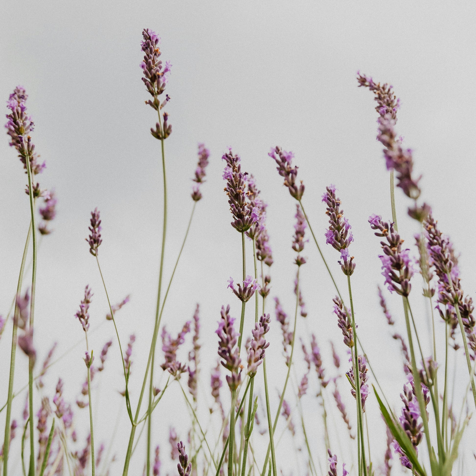 Purple Mémoire - Eau de Parfum by Floris London UK captures English charm and sophistication with its elegant lavender notes and refined fragrance.