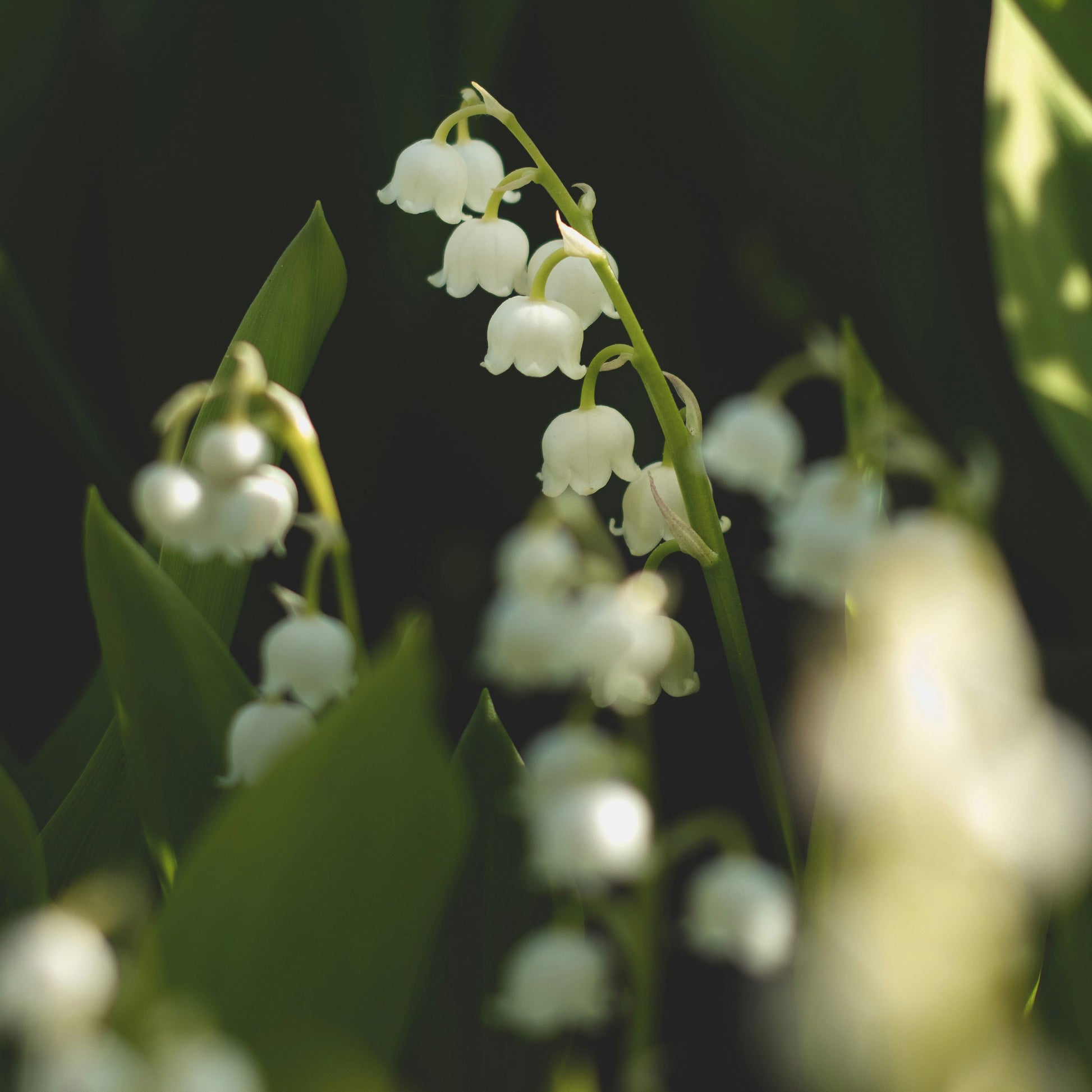 Close-up of Lily of the Valley flowers with soft green leaves, evoking the delicate floral scent of Floris London Lily - Eau de Toilette.