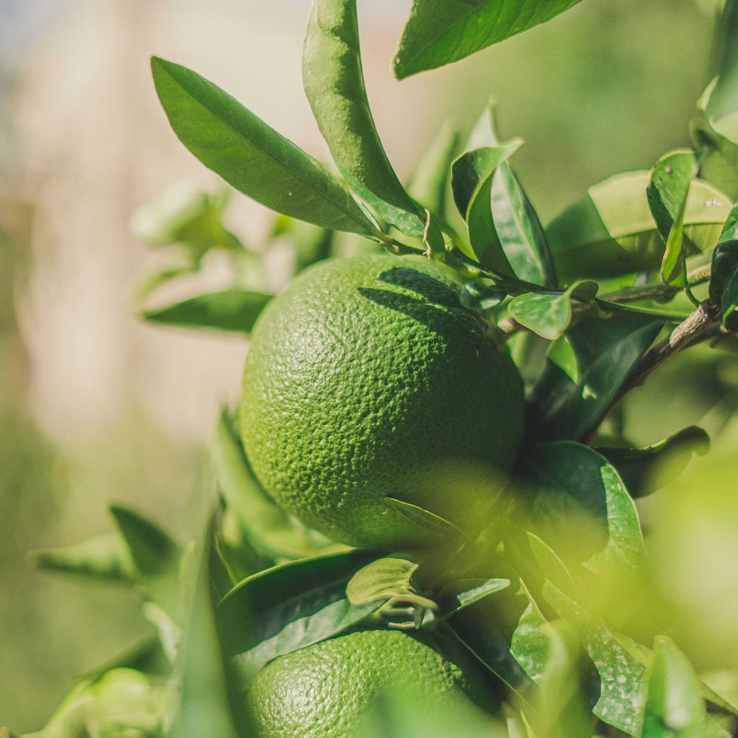 A close-up of a green, unripe orange on a tree with lush leaves captures the fresh notes of Cefiro - Eau de Toilette by Floris London.